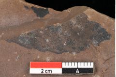 Foto (Detailsansicht) von Quercus palaeoilex Ettingshausen (NHMW-GEO-2024-0188-0794)
